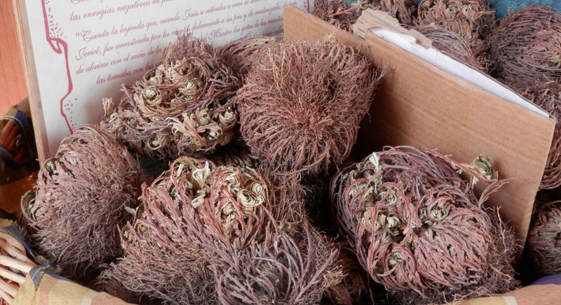 Rose of Jericho (Jericho Flower) Spiritual Meaning & Uses - East Meets West USA