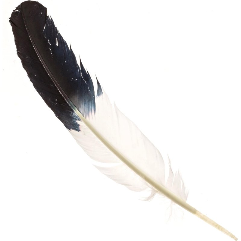 Blessed Turkey Feather for Sageing - East Meets West USA